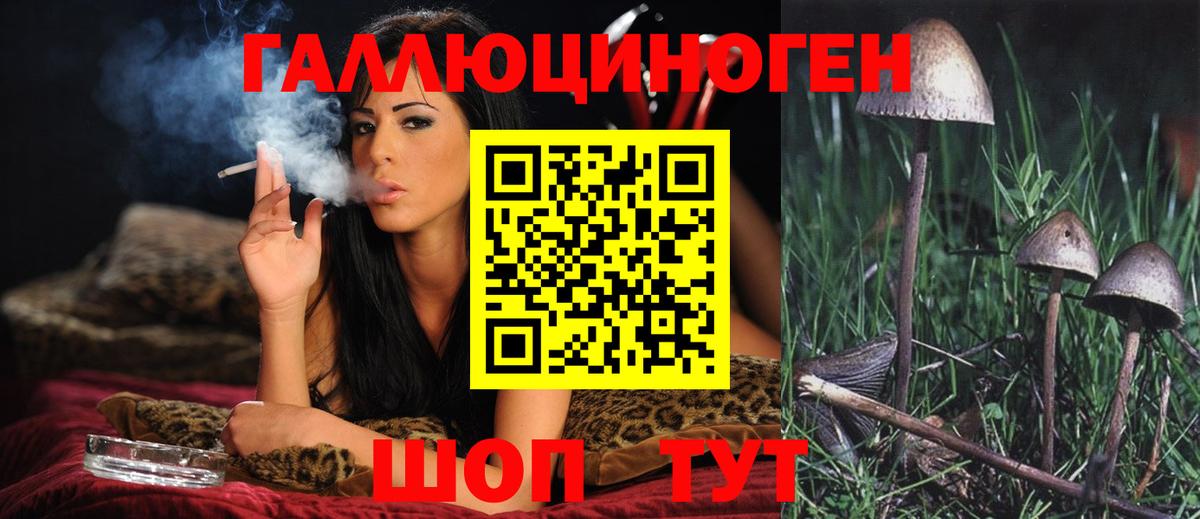Псилоцибиновые грибы Psilocybe Новокуйбышевск